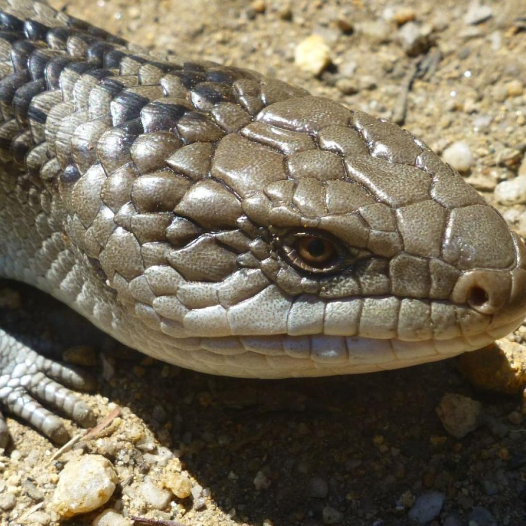 blauzungenskink_pixabay.jpg
