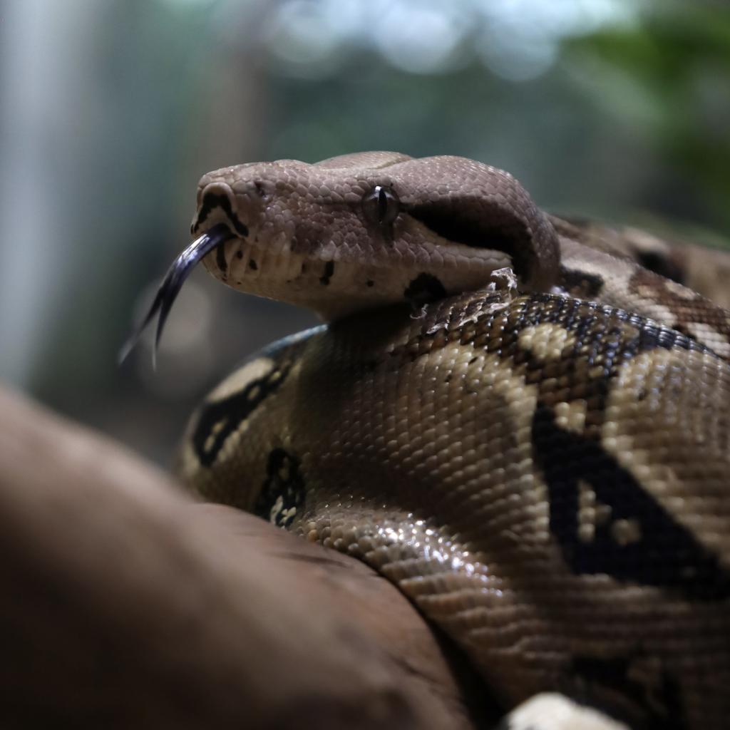 boa_constrictor.jpg