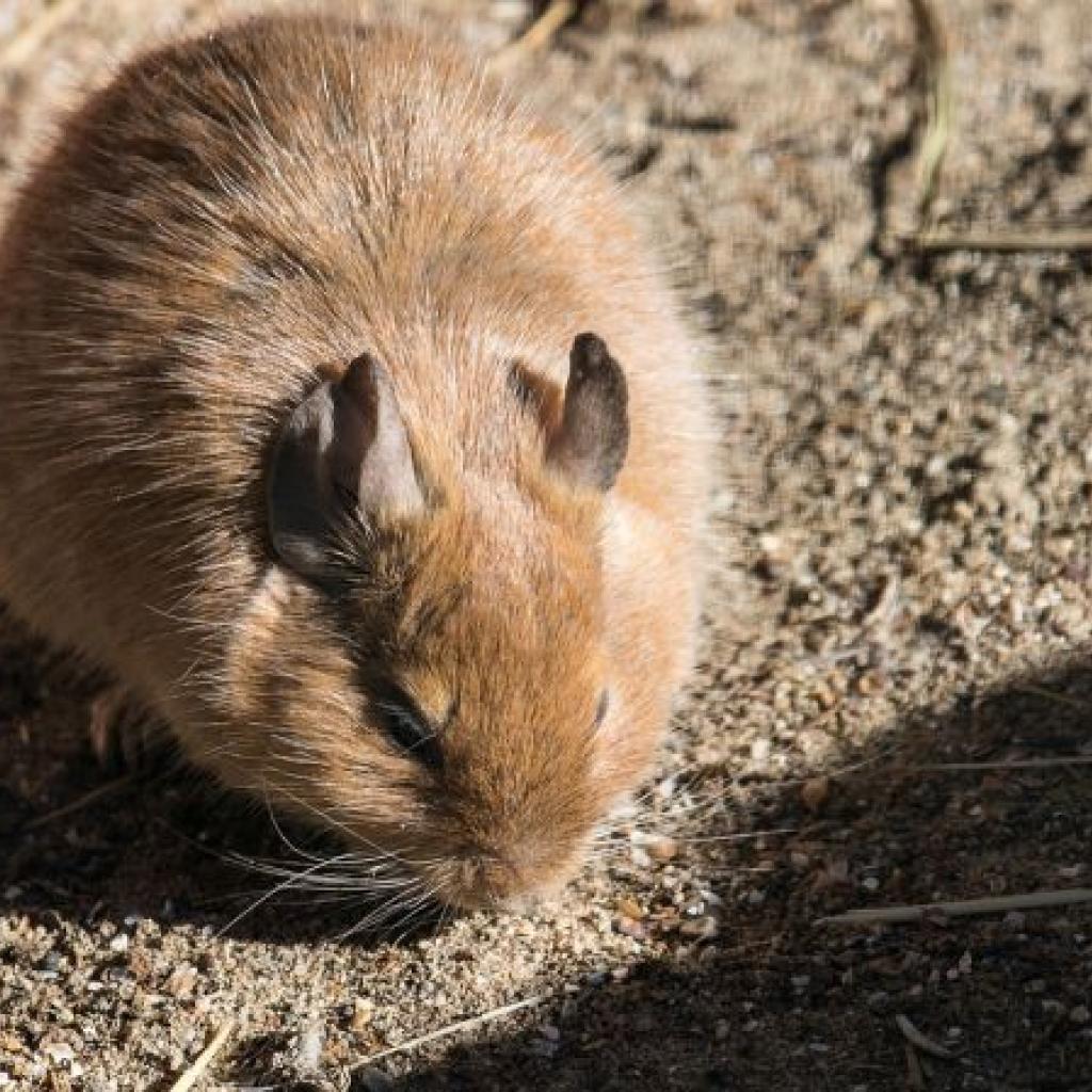 degu_-_pixabay.jpg