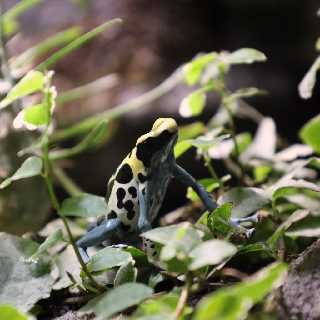 dendrobates_tinctorius.jpg