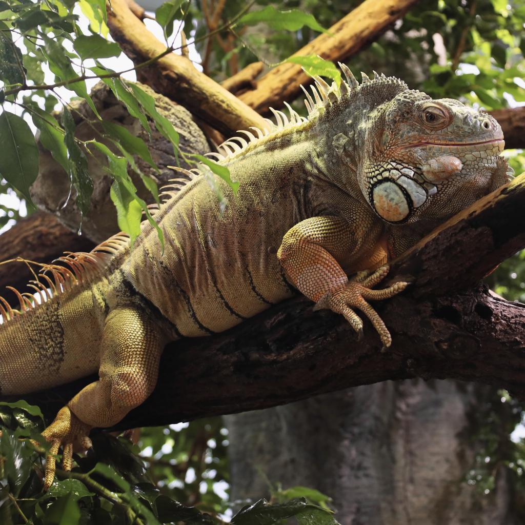 gruener_leguan_2024.jpg
