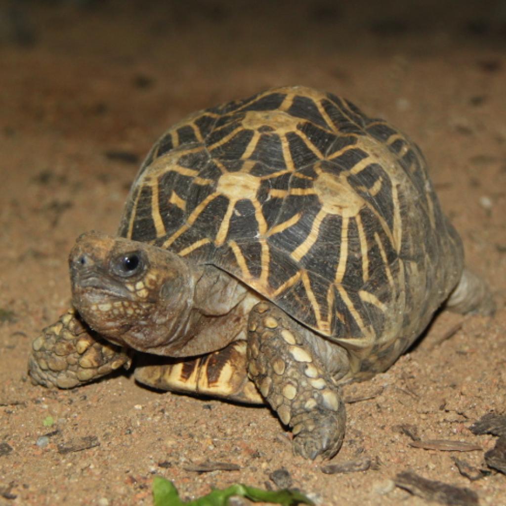 indische_sternschildkroete.jpg