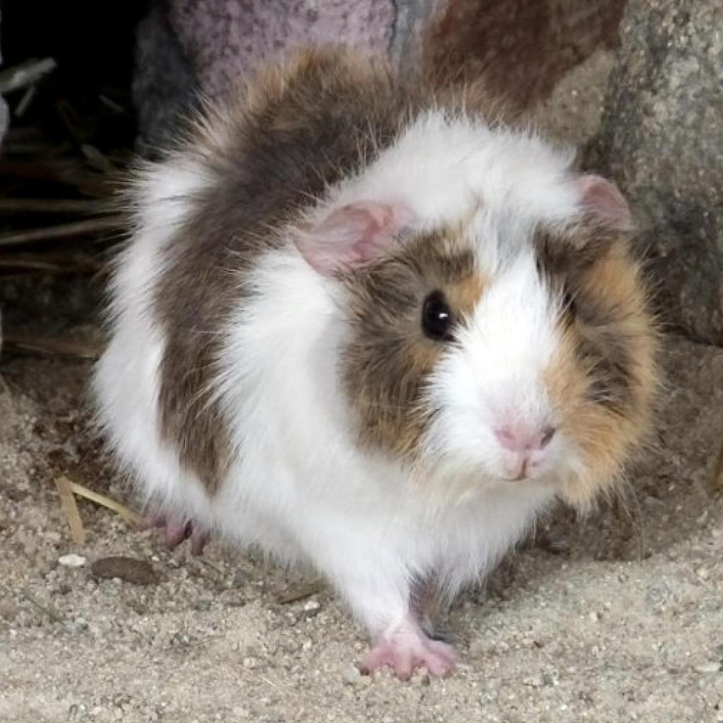 meerschweinchen.jpg