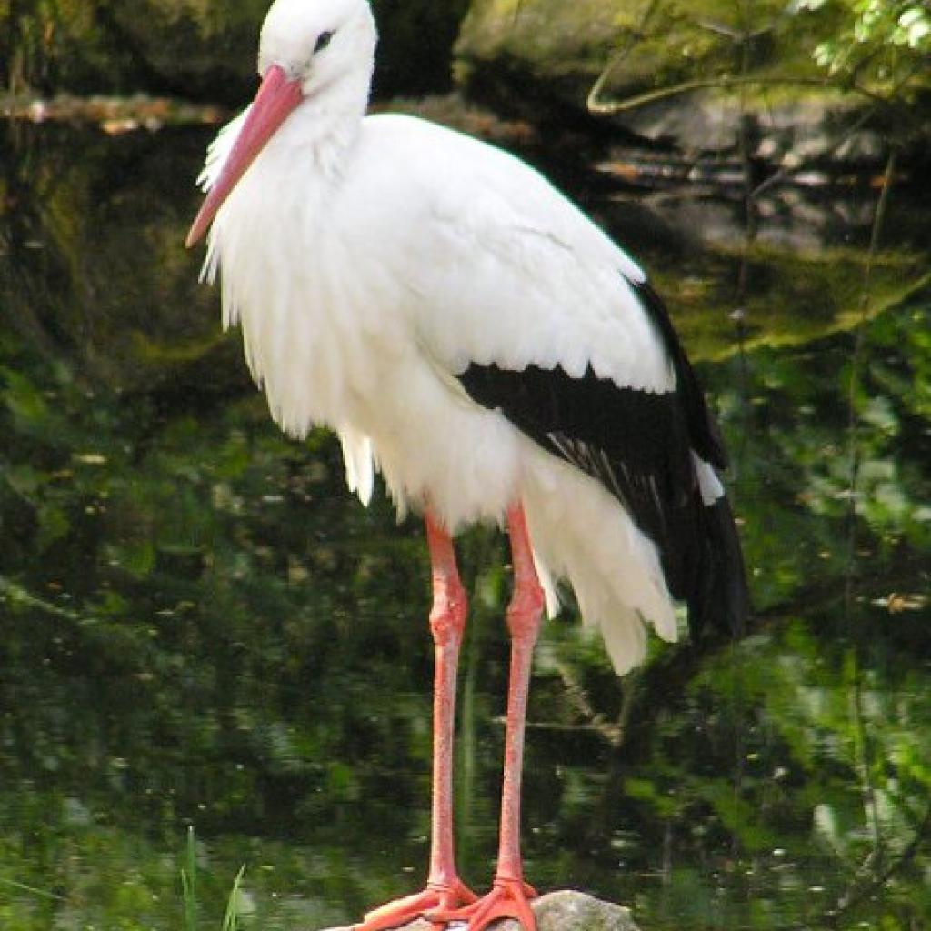 storch.jpg