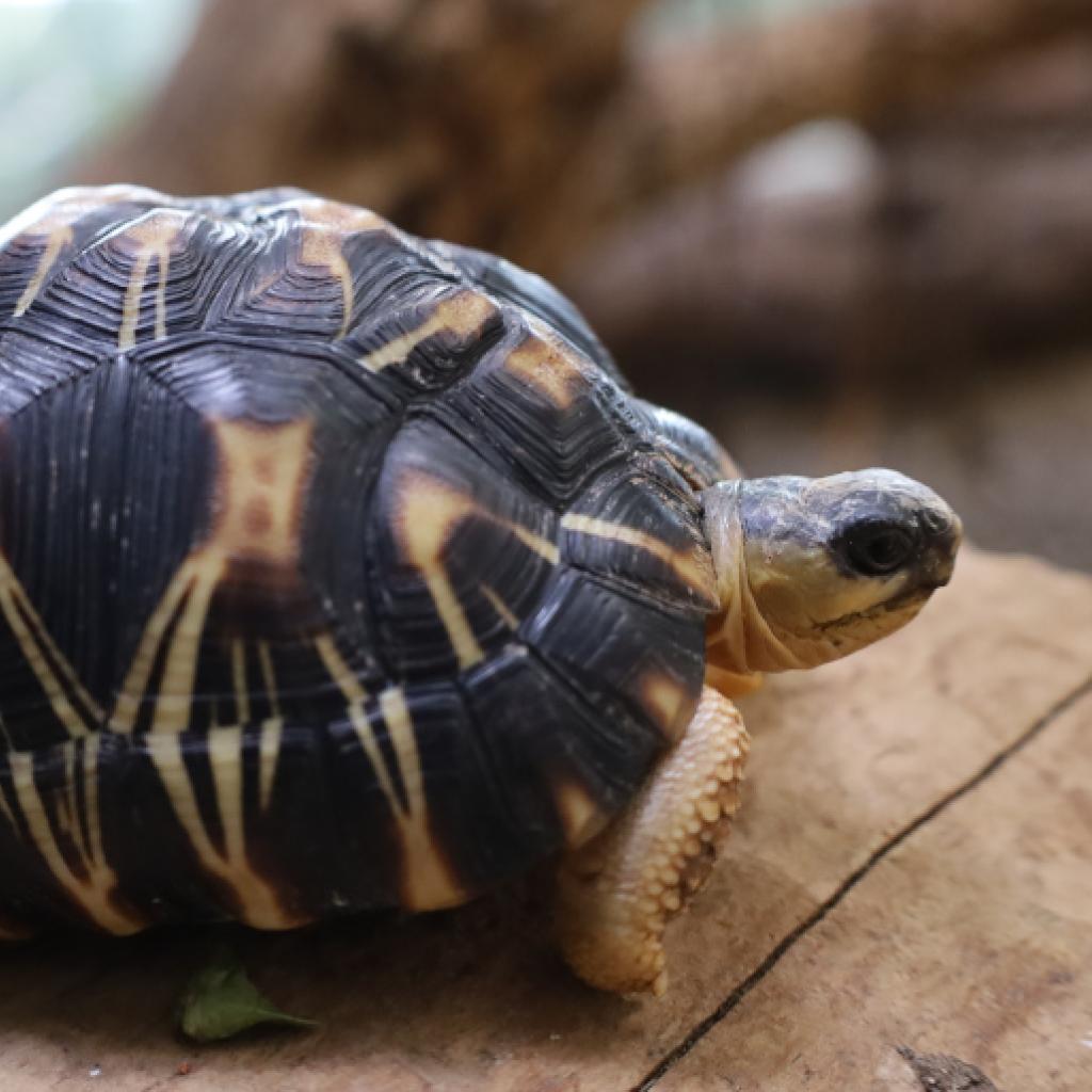 Strahlenschildkröte