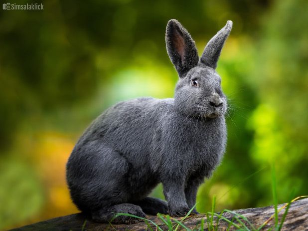 Blaues Wienerkaninchen | Zoo Linz